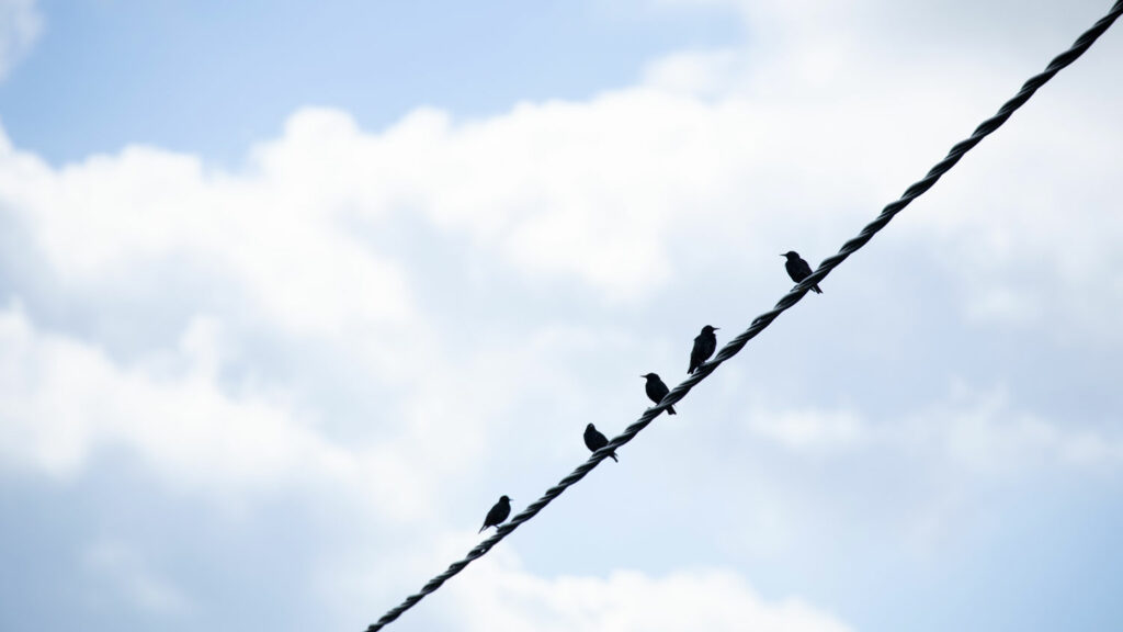 Birds_on_a_wire_photo